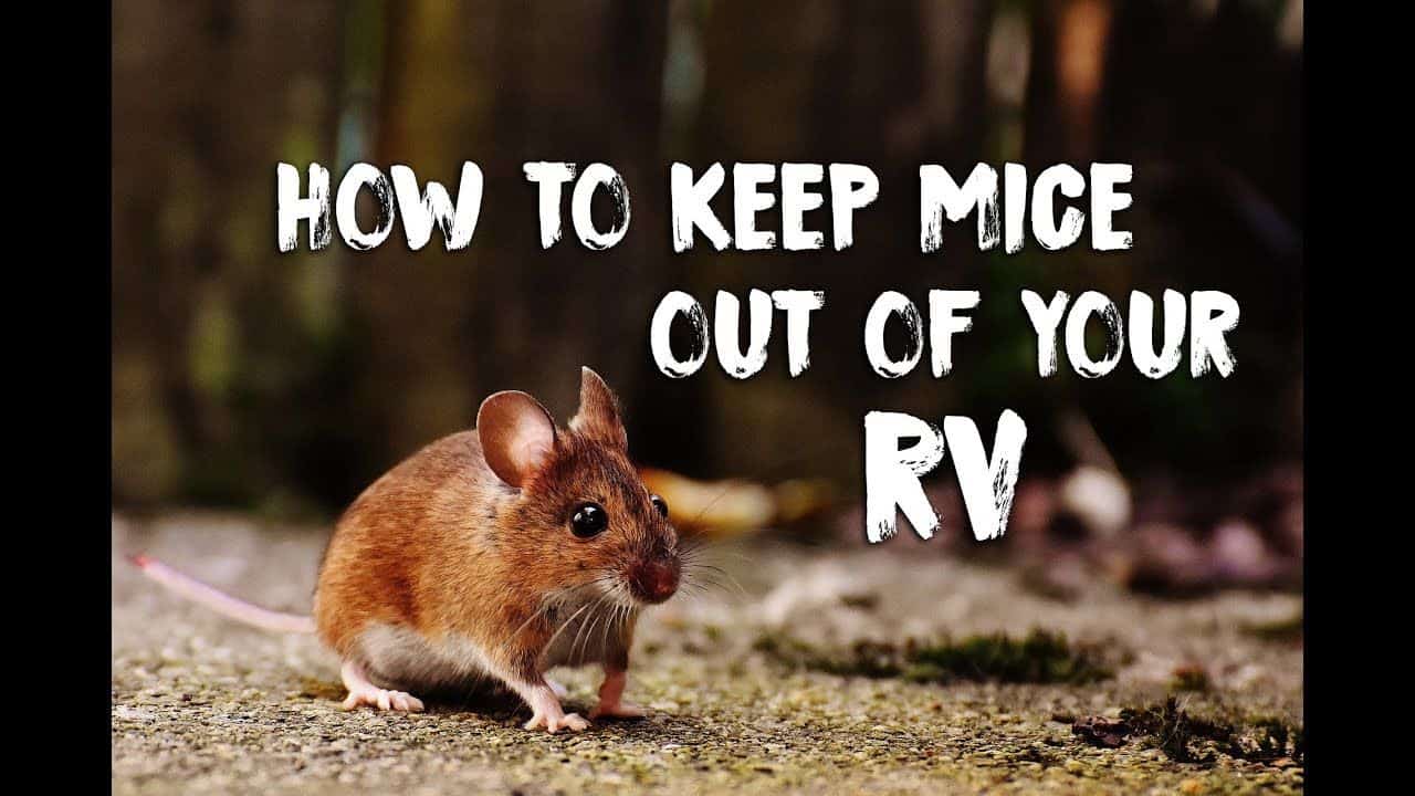 How to Keep Mice Out of Your RV: Ultimate Guide for 2024