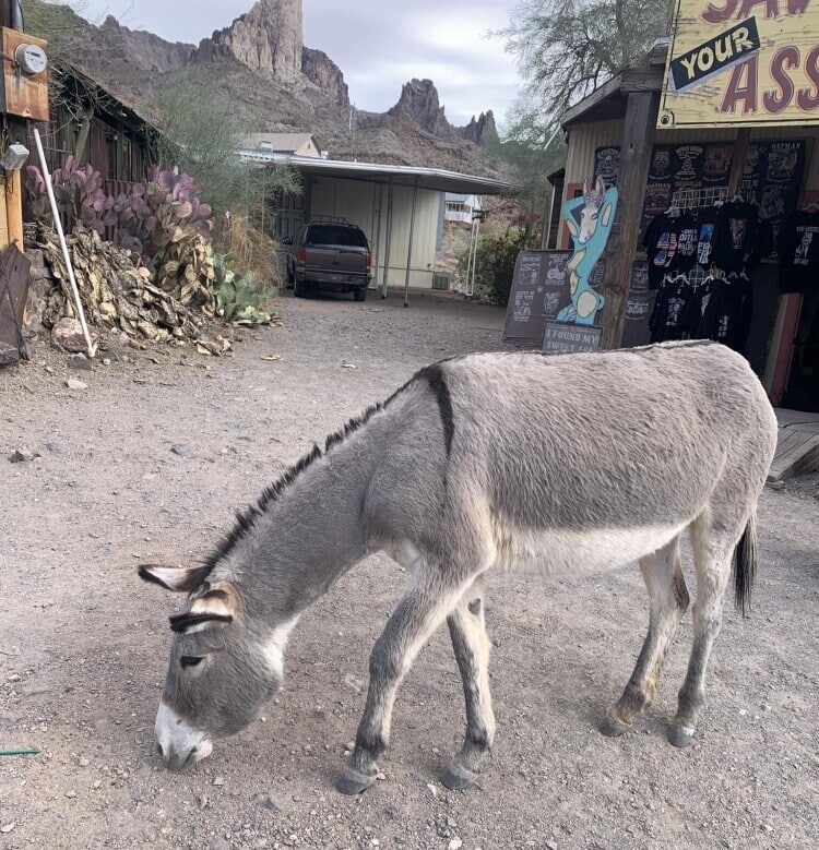 In the town of Oatman